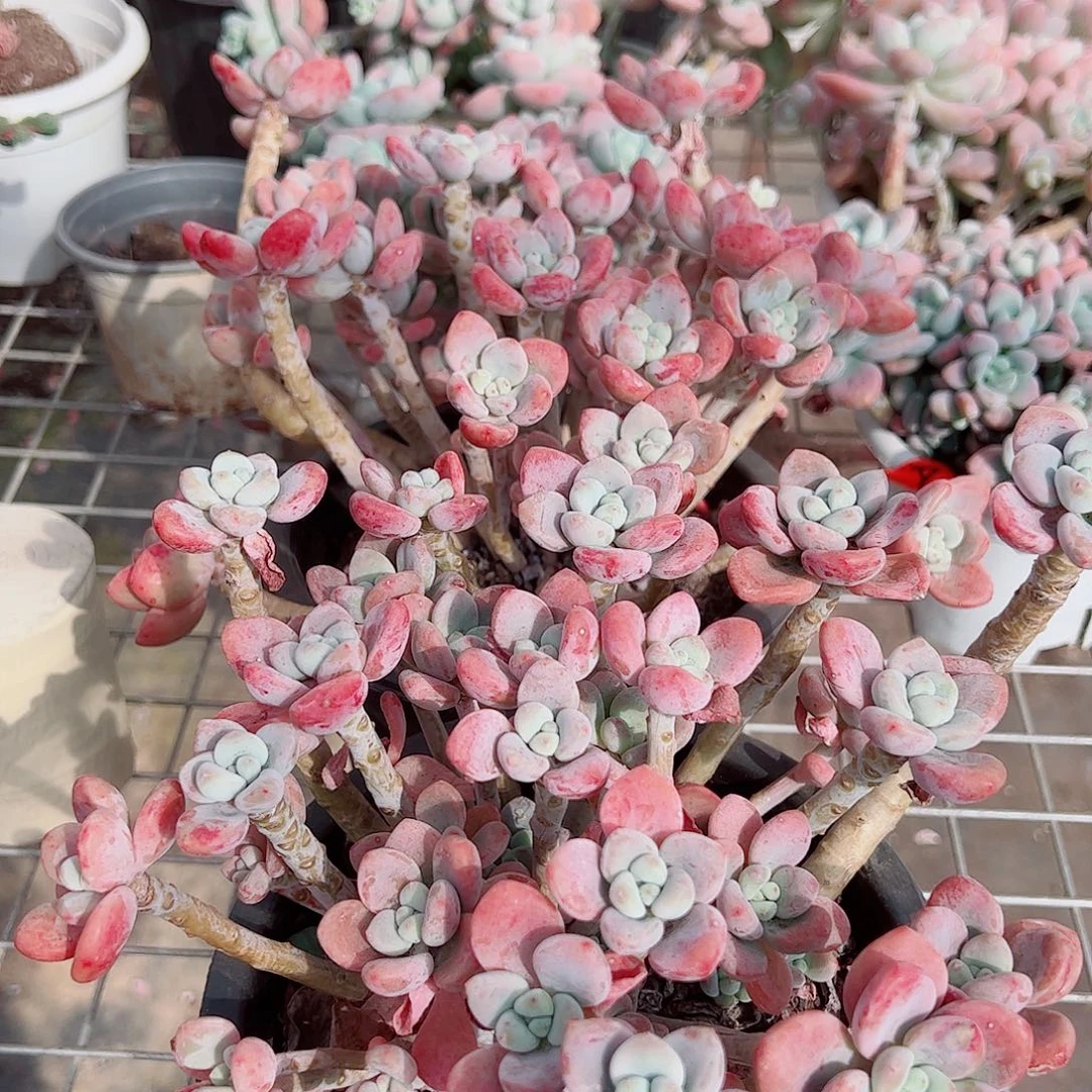 樱花红洛神多头群生精品