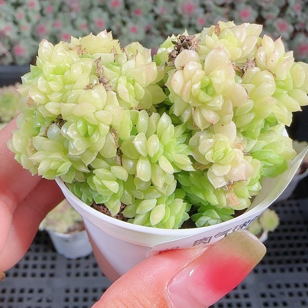 0921-15麦秆优选不包整