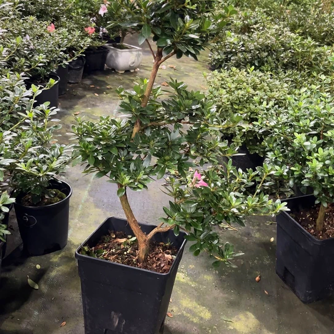 皋月杜鹃花花舞鼓