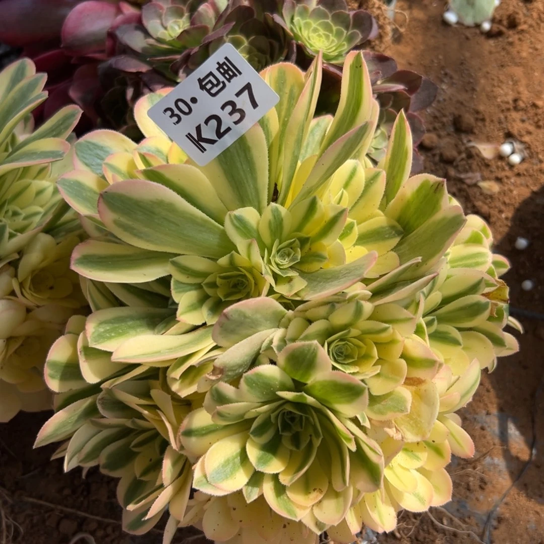 237新尼亚多肉法师