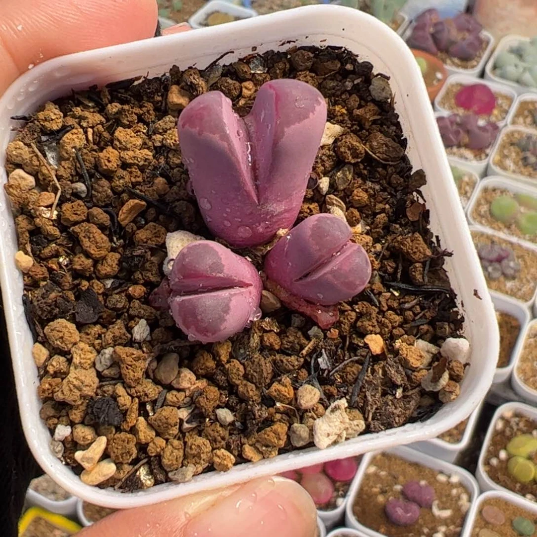 019多肉植物百科