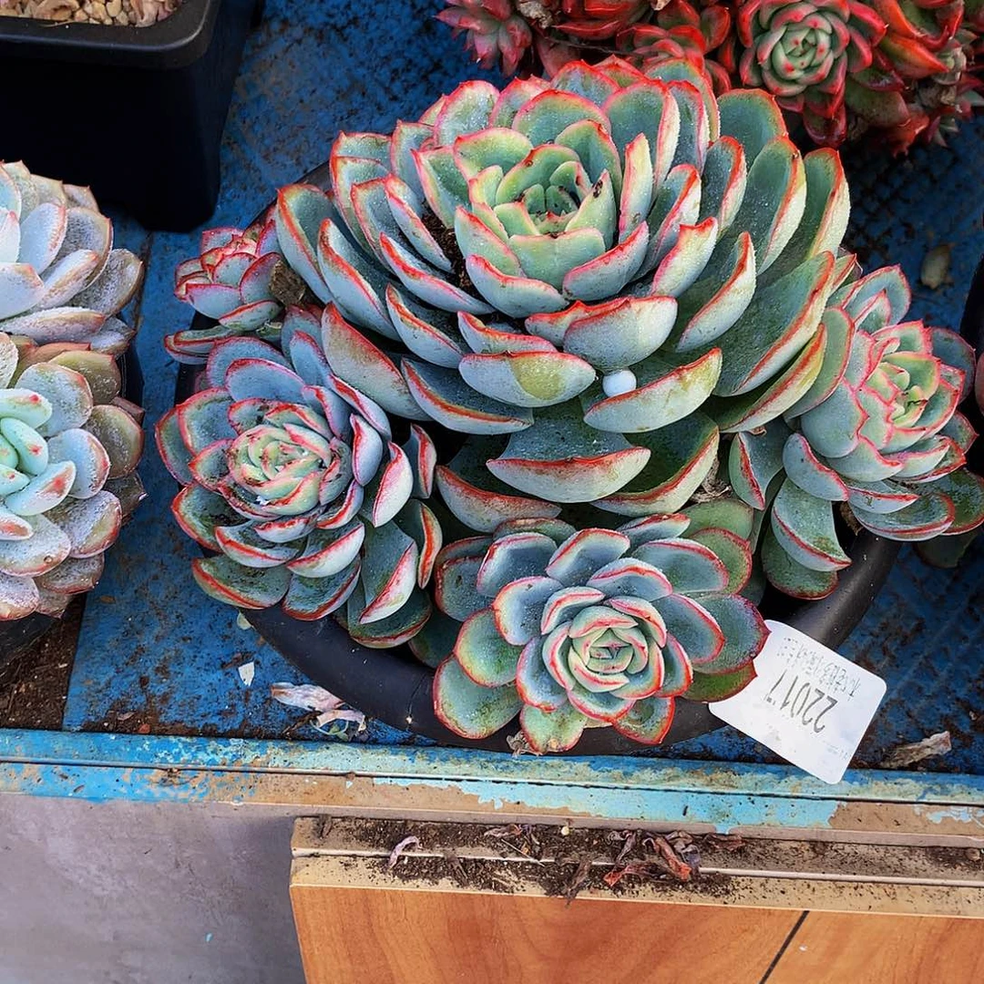 吉***康    晨露多肉22017