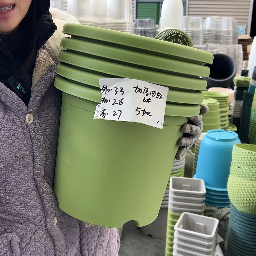 四季盆5#果绿5个无托