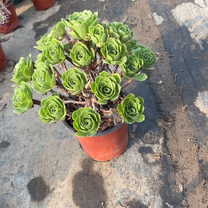 26阳光多肉多肉植物