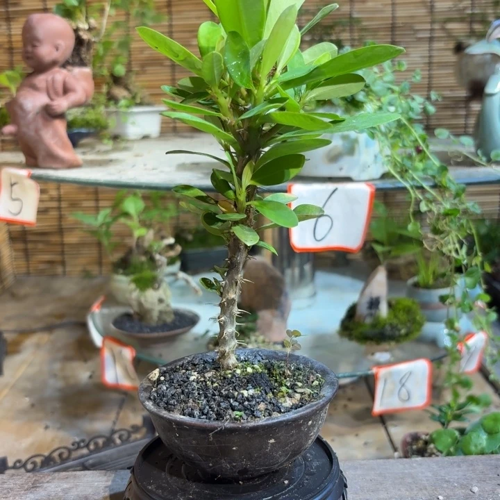 舍***断完全开放退款拉黑一物一拍58