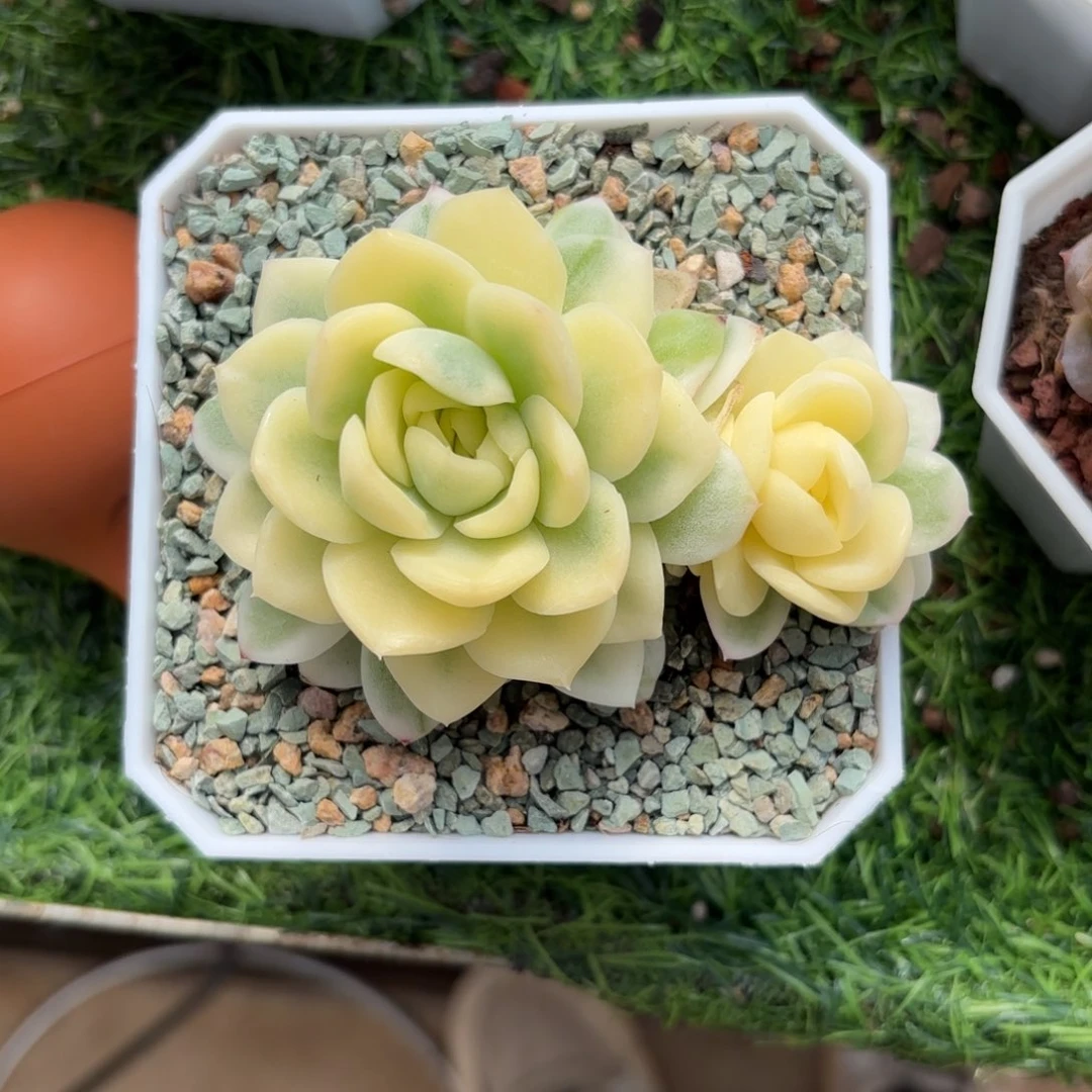 杂交东云锦一物一拍