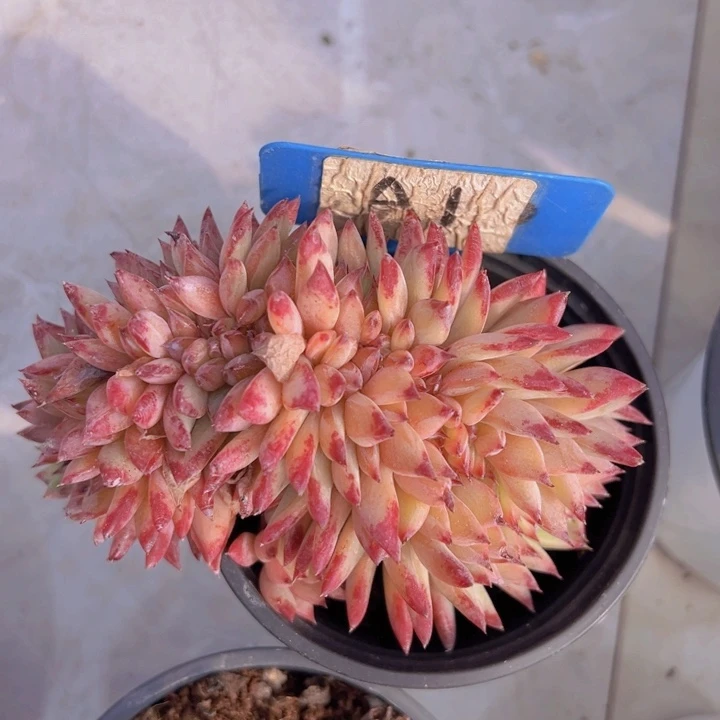 健健康康平平安安