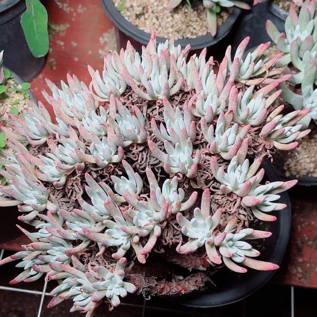 5186白鹭仙女杯多肉