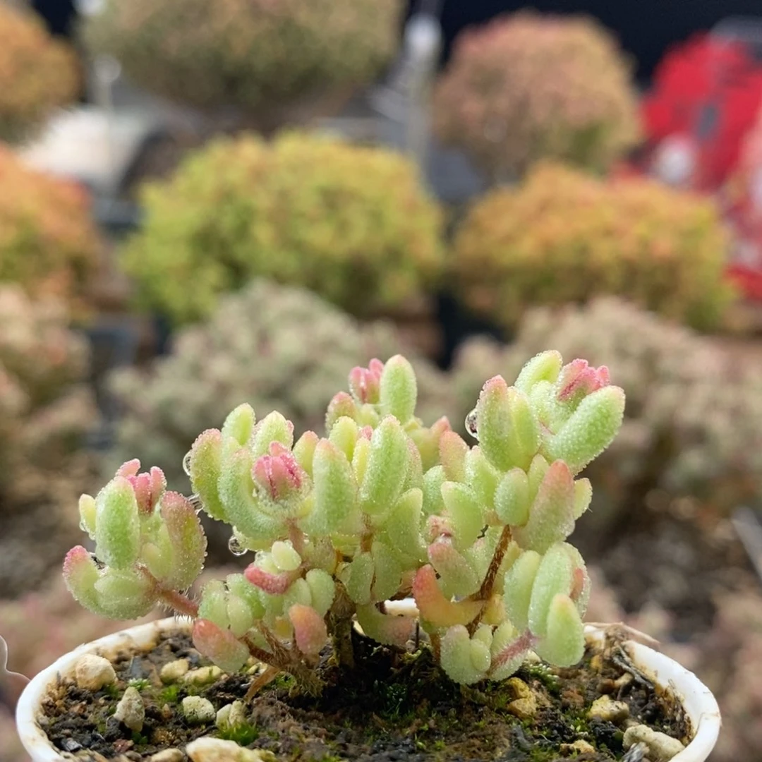 月****?红宝石锦0246枝干番杏