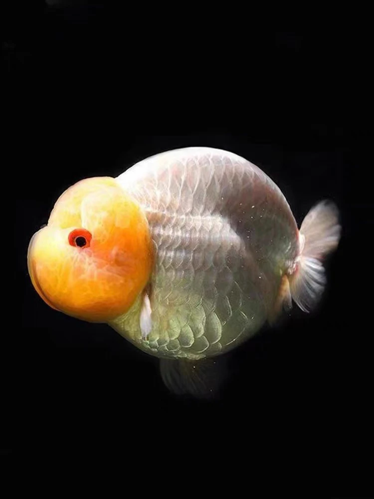 商品鱼3cm～兰寿鱼苗金鱼观赏鱼冷水鱼练手鱼7只（送5只备损）