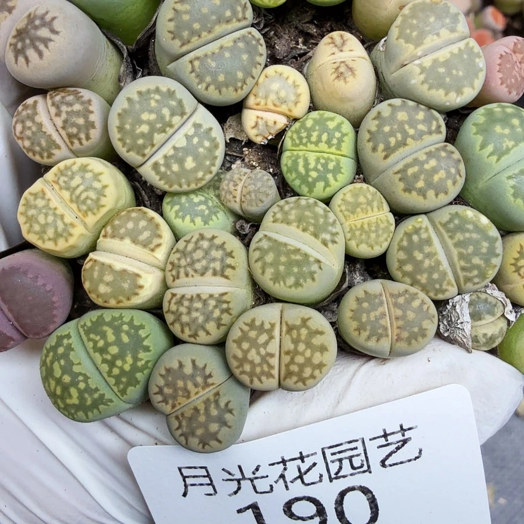 我就觉得这个女演员太厉害190