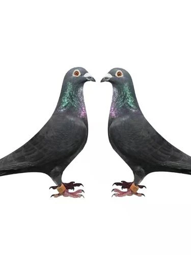 公棚成绩鸽专用足环