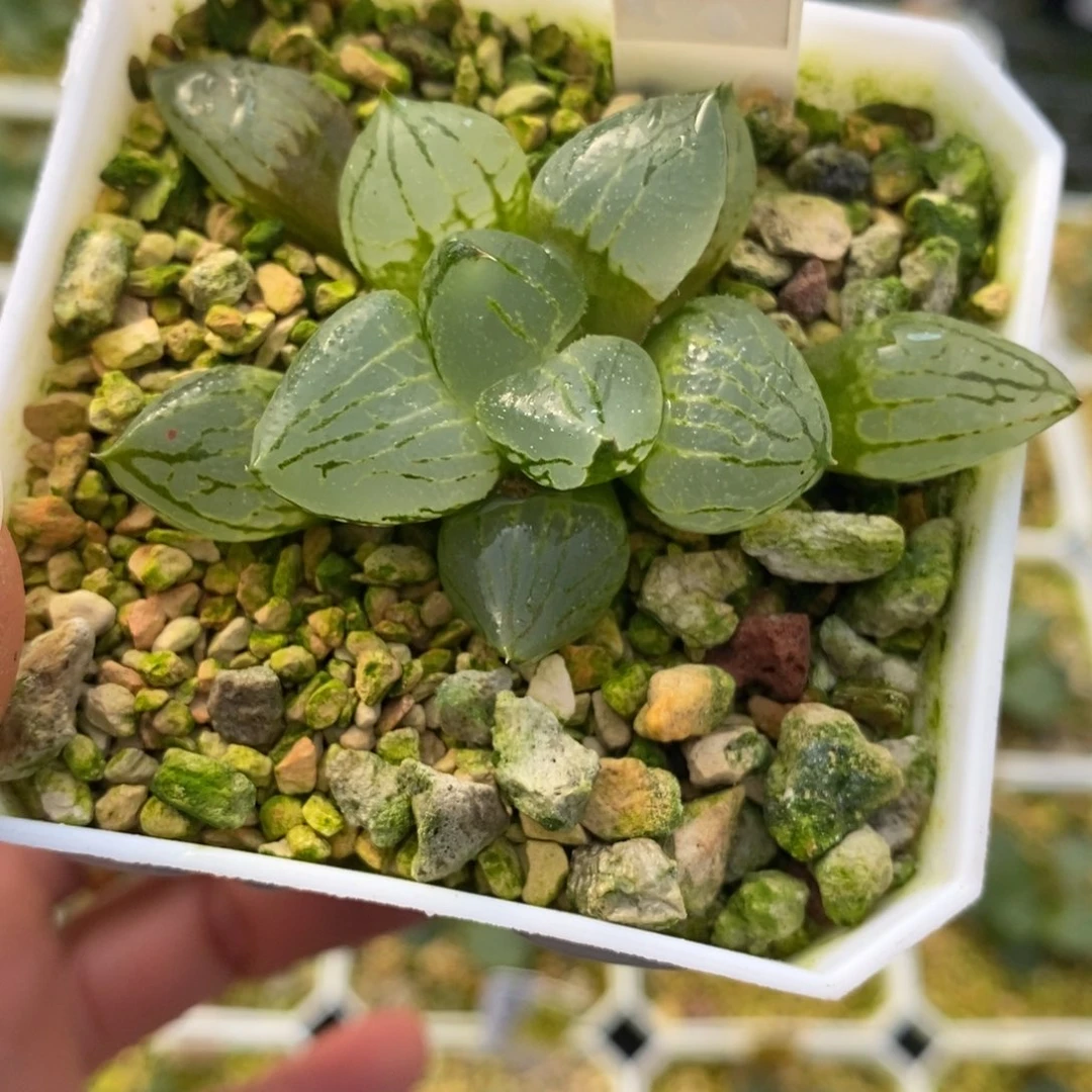 712虞美人十二卷多肉植物
