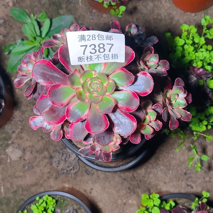 美***好7387香奈儿多肉植物
