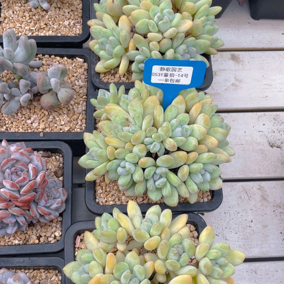 0531-14/大群手捧花香水一颗