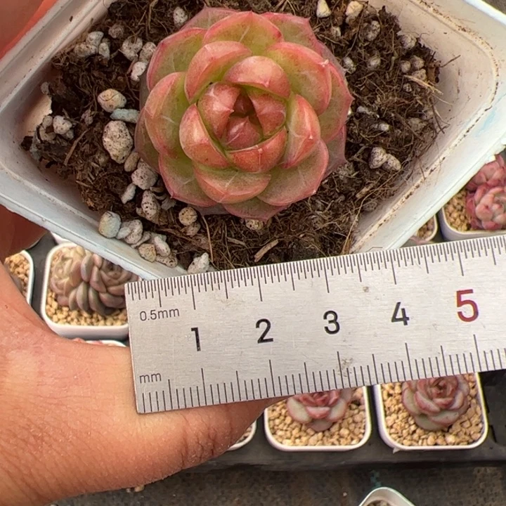 向***a433 多肉植物组合盆栽