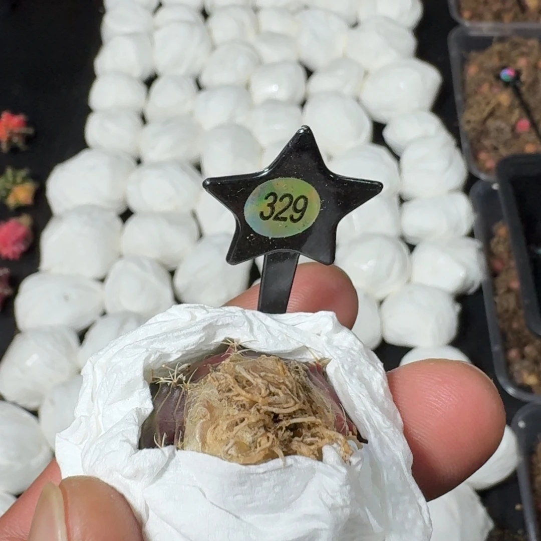 游***灵米哈实生自然锦泰国进口329