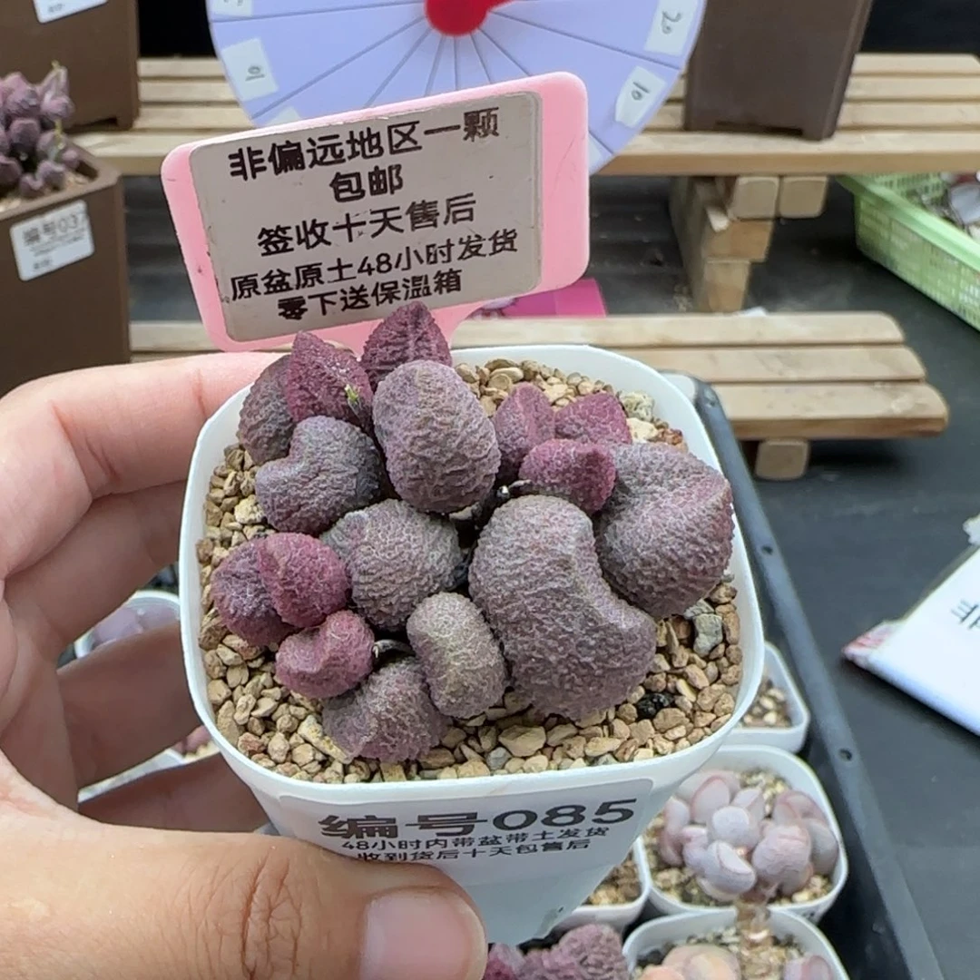 085水蜜桃多肉植物
