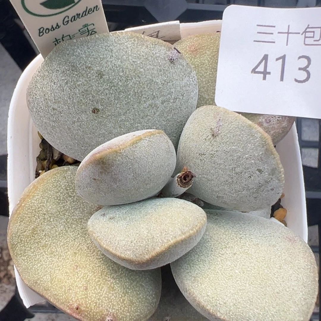 413好看的干净蛋一颗