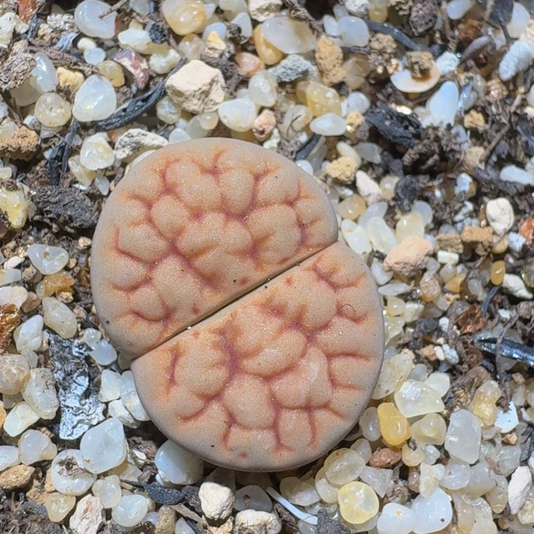 zzzzz精品生石花550