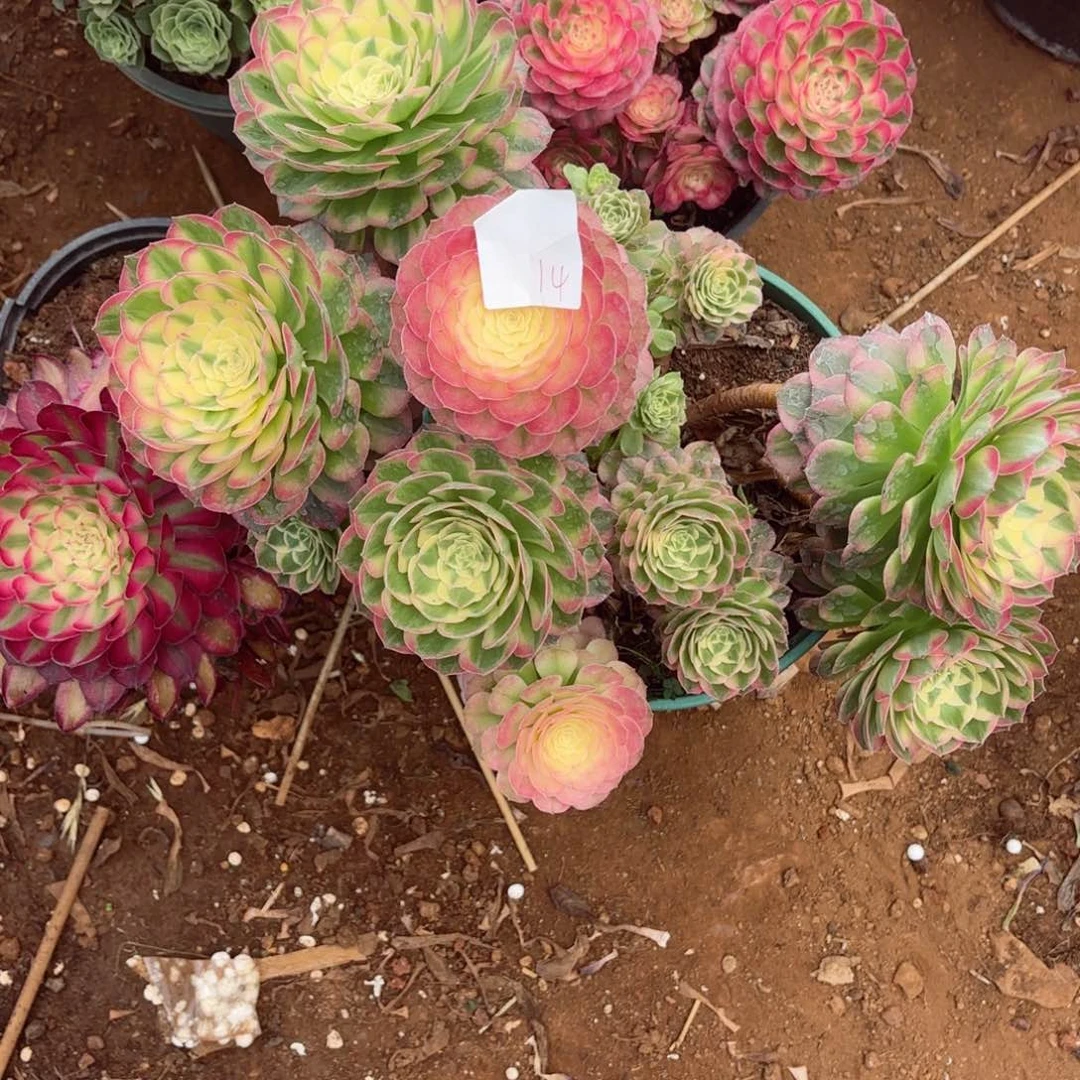 布***丁云南海仙好看14号