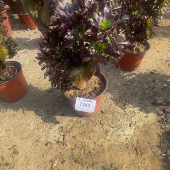 7343，黑法师缀朵朵包邮