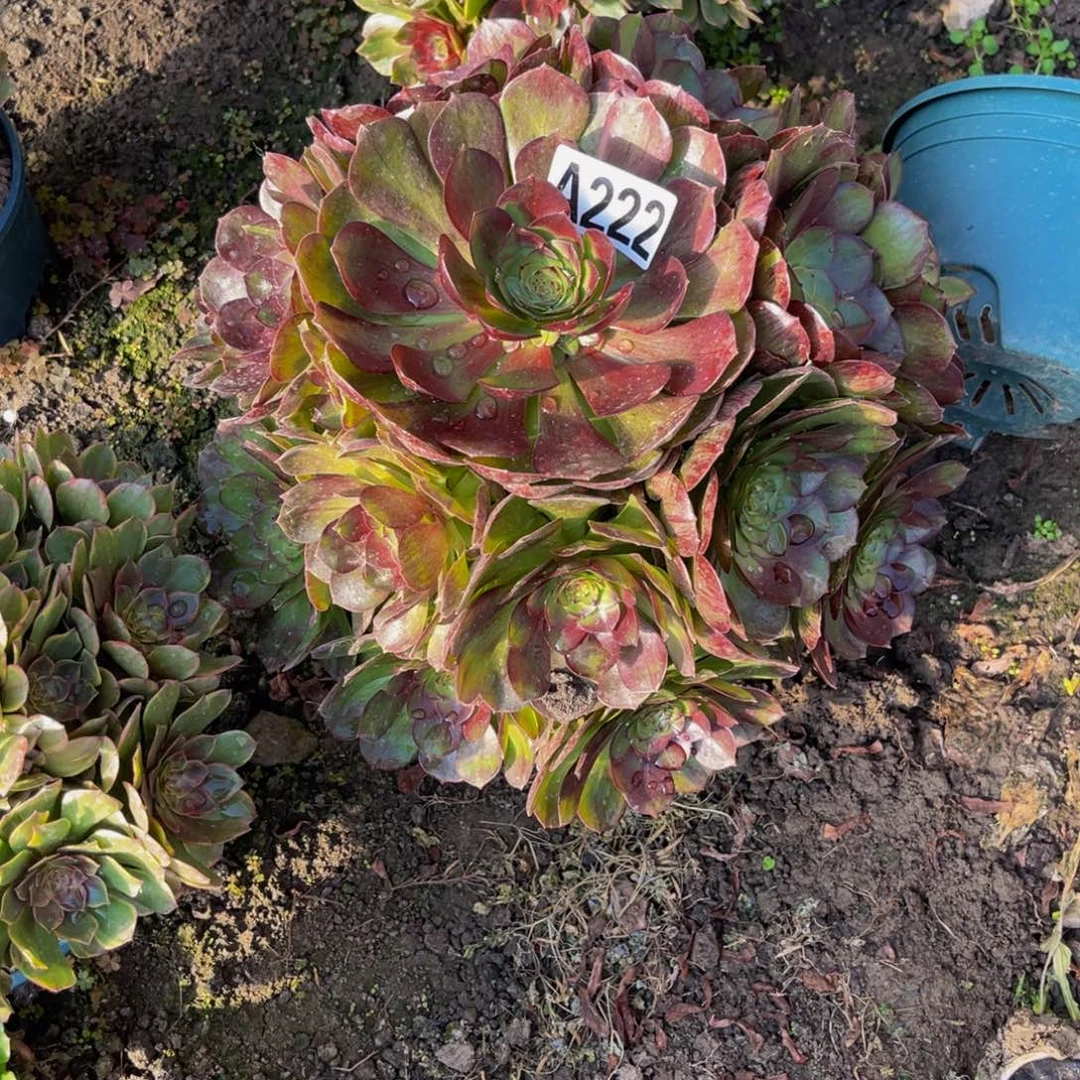 黑魔法师26/////10包邮