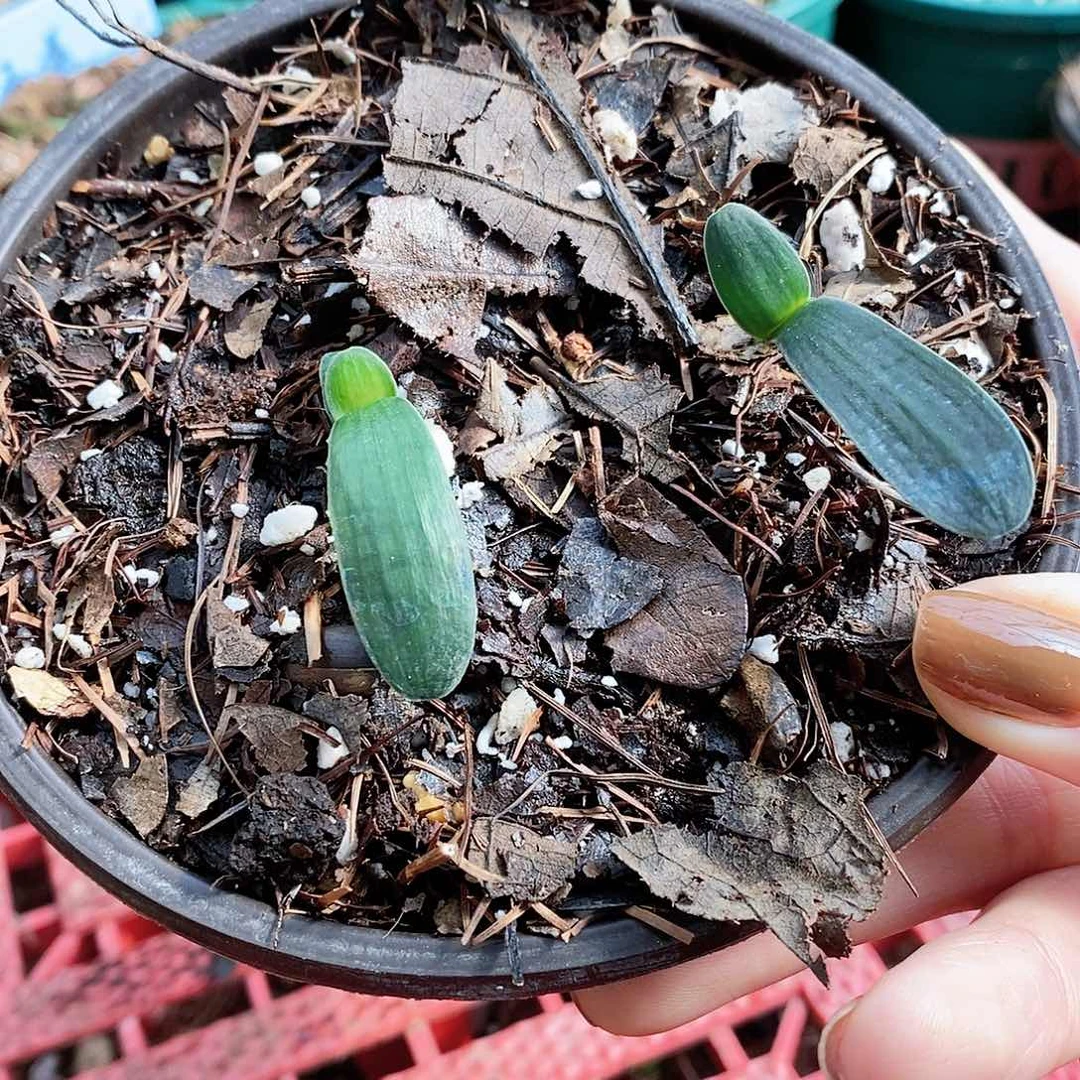 沉***沦完全开放毛佛绿苗。君子兰