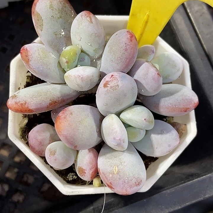 多肉植物雪美人6118多饿