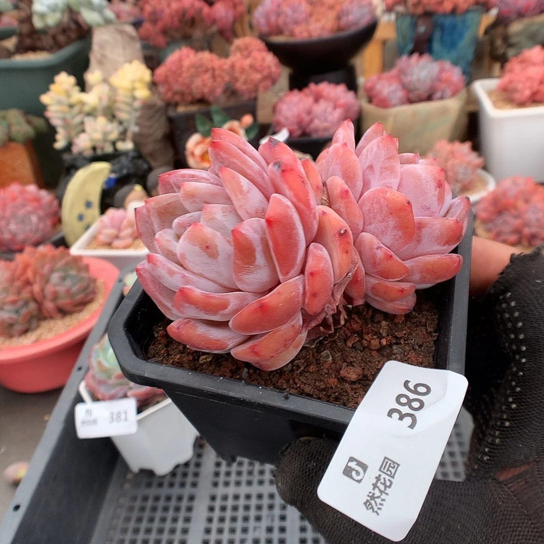 386溏心多肉植物6666