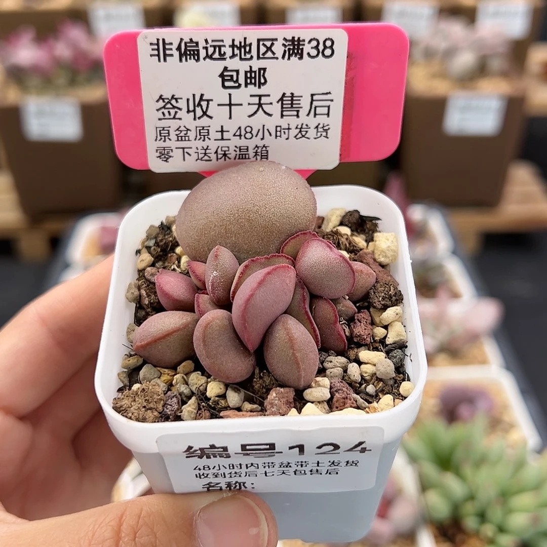 124白肌红蛋多肉