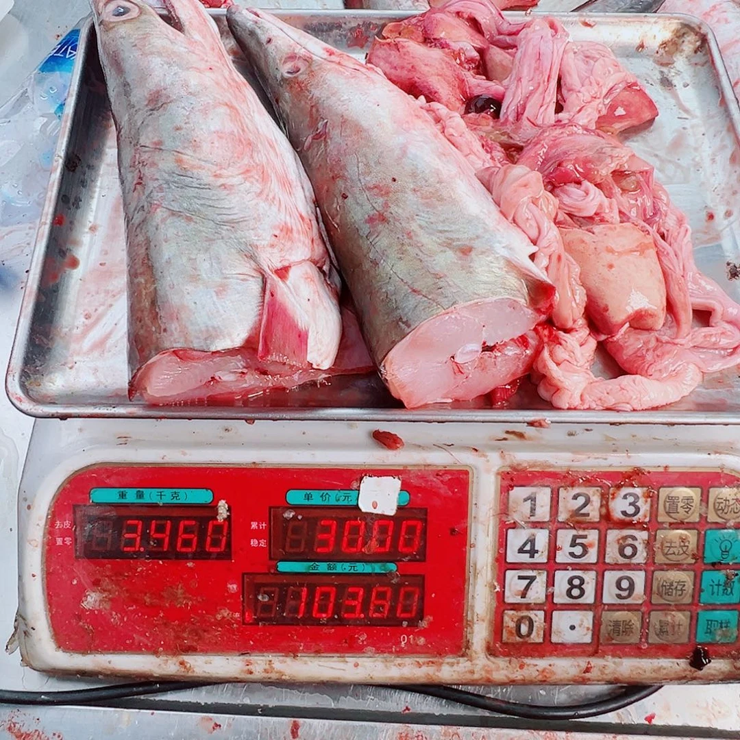 中国大陆两个头➕鱼杂