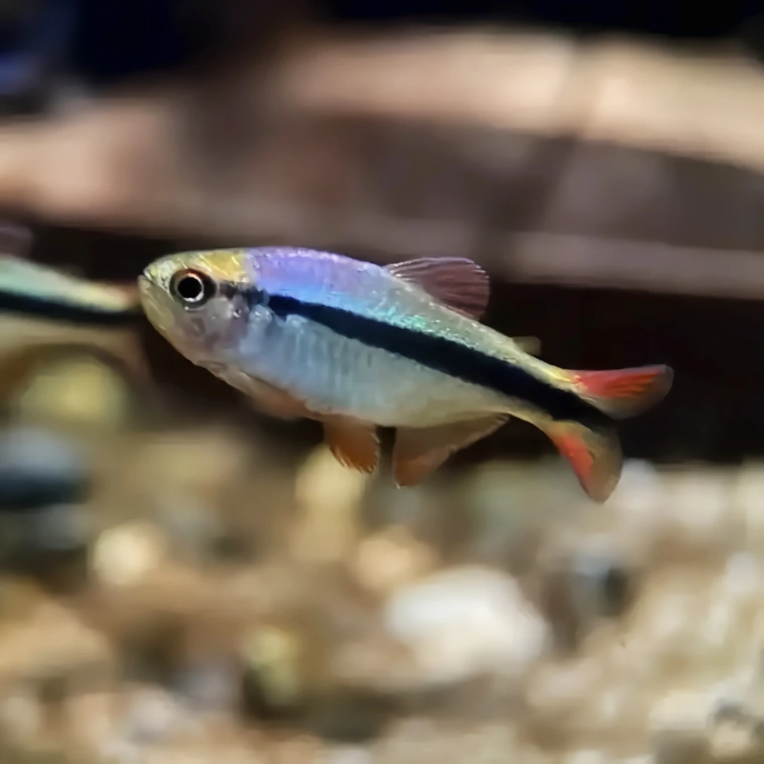 新疆包邮发货皇室青魔鬼鱼活体灯科鱼淡水小型草缸群游好养耐活