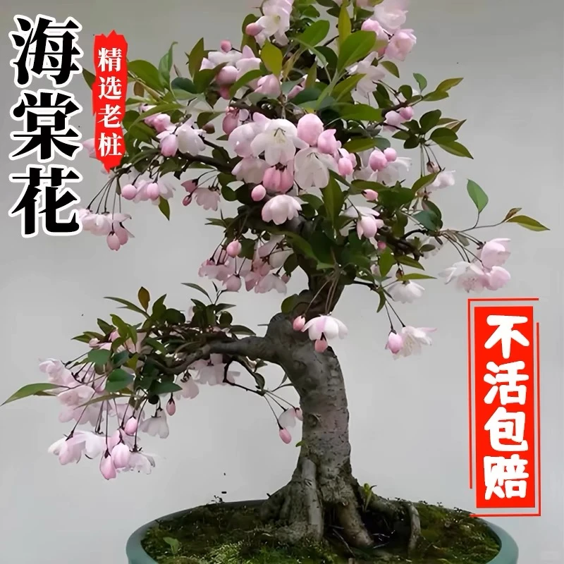 【垂丝海棠】重瓣海棠花盆栽海棠花苗盆景老桩四季年宵花卉