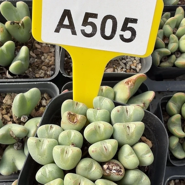 505nnnnmnnjnjjjjjjjjjjj