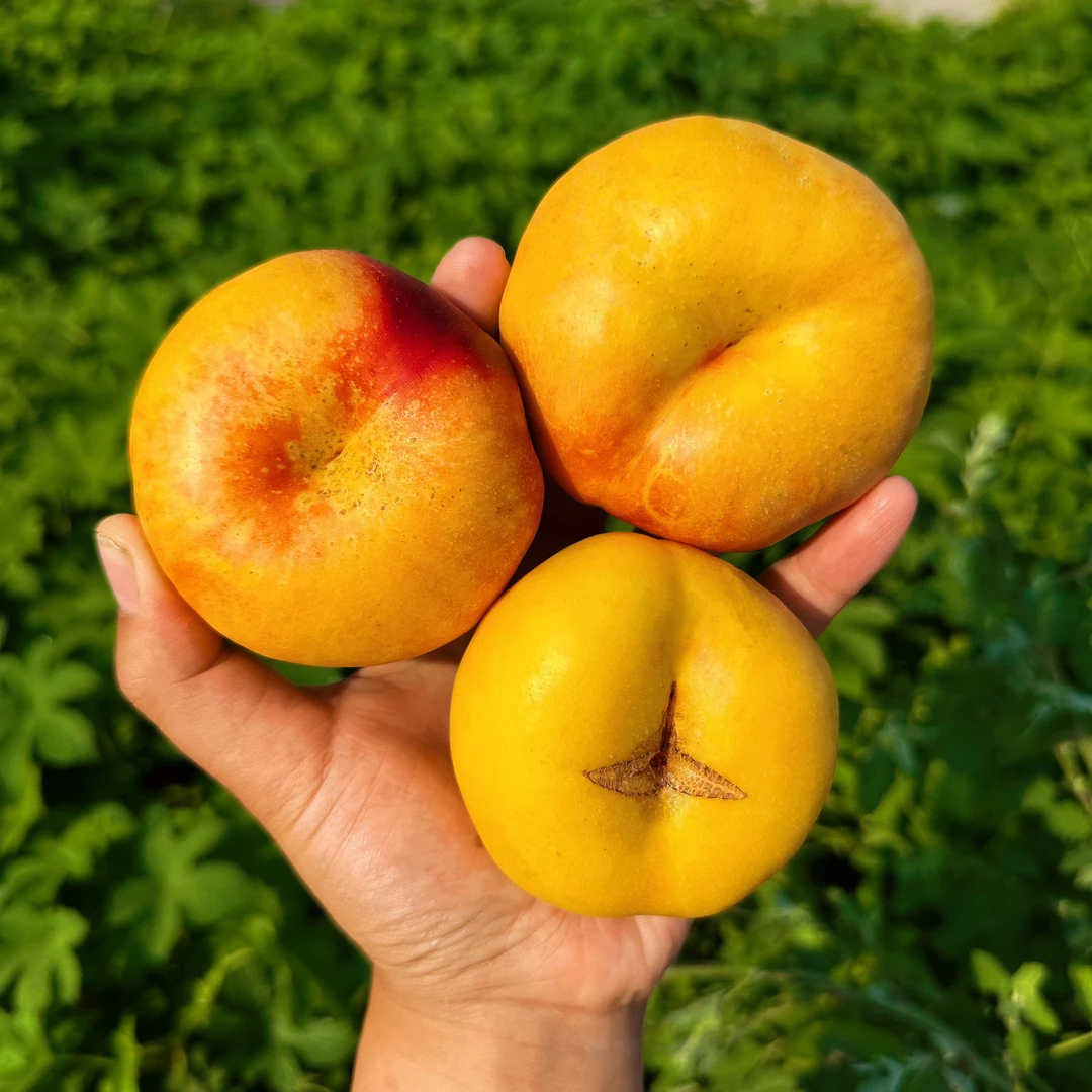 沂蒙山彩虹蟠桃油蟠桃农家自种