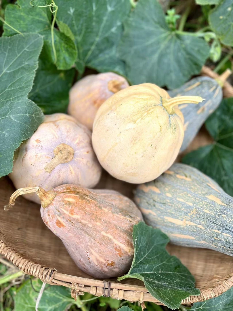 江永香芋南瓜精选粉糯甜自种软糯香甜当季新鲜蔬菜