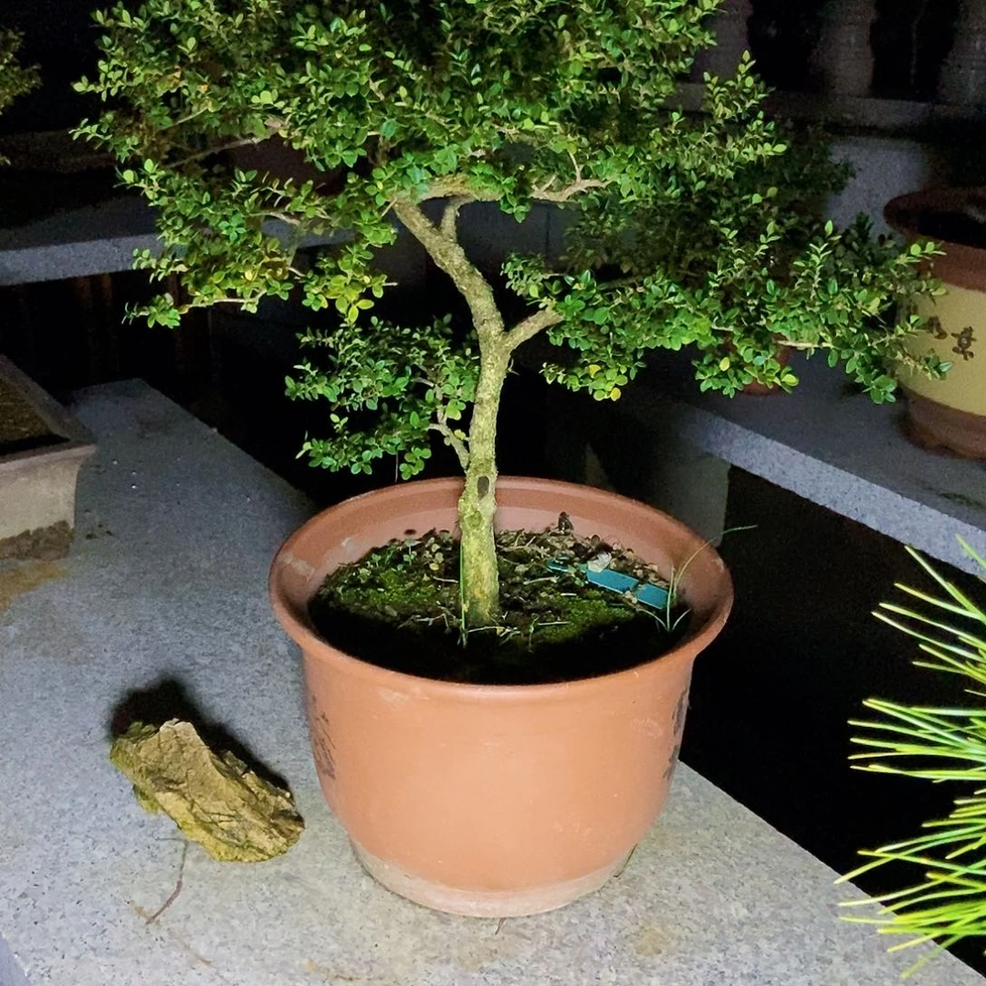 H***m安徽万佛山珍珠黄杨