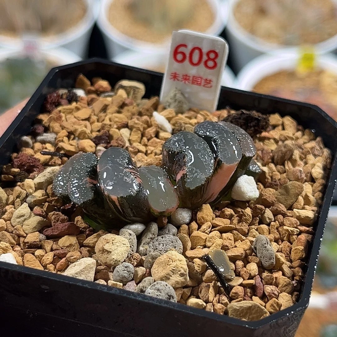 68浮躁玉扇一物一图