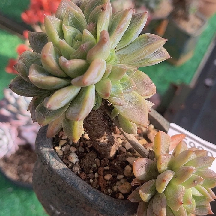 暗纹杂0869多肉植物