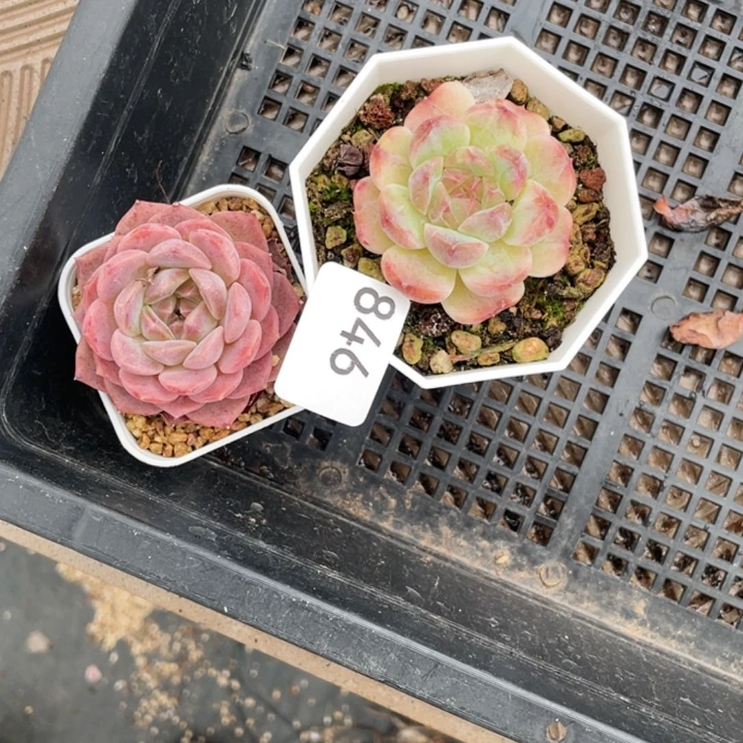 846。  2 棵肉。