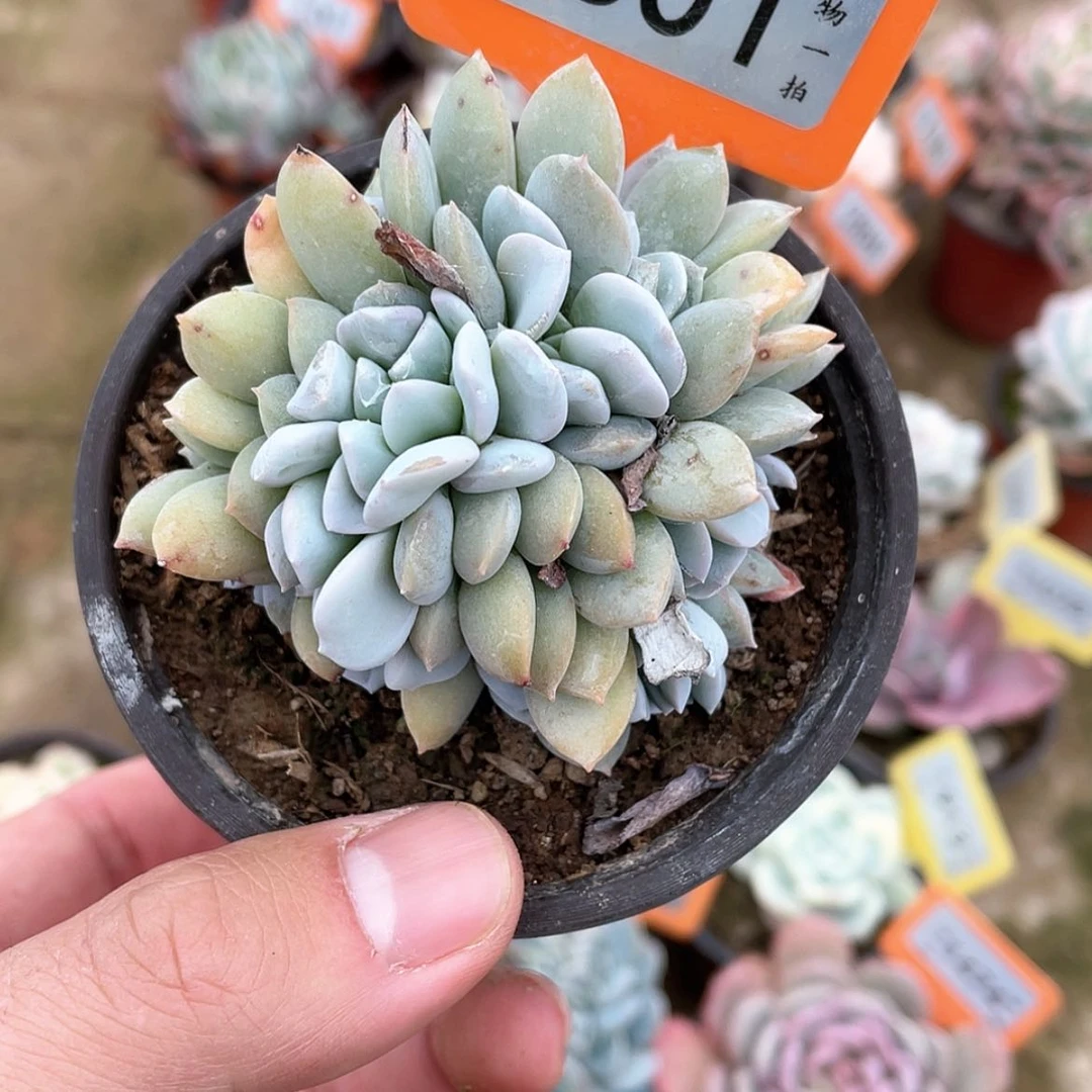 【闪购商品】601号