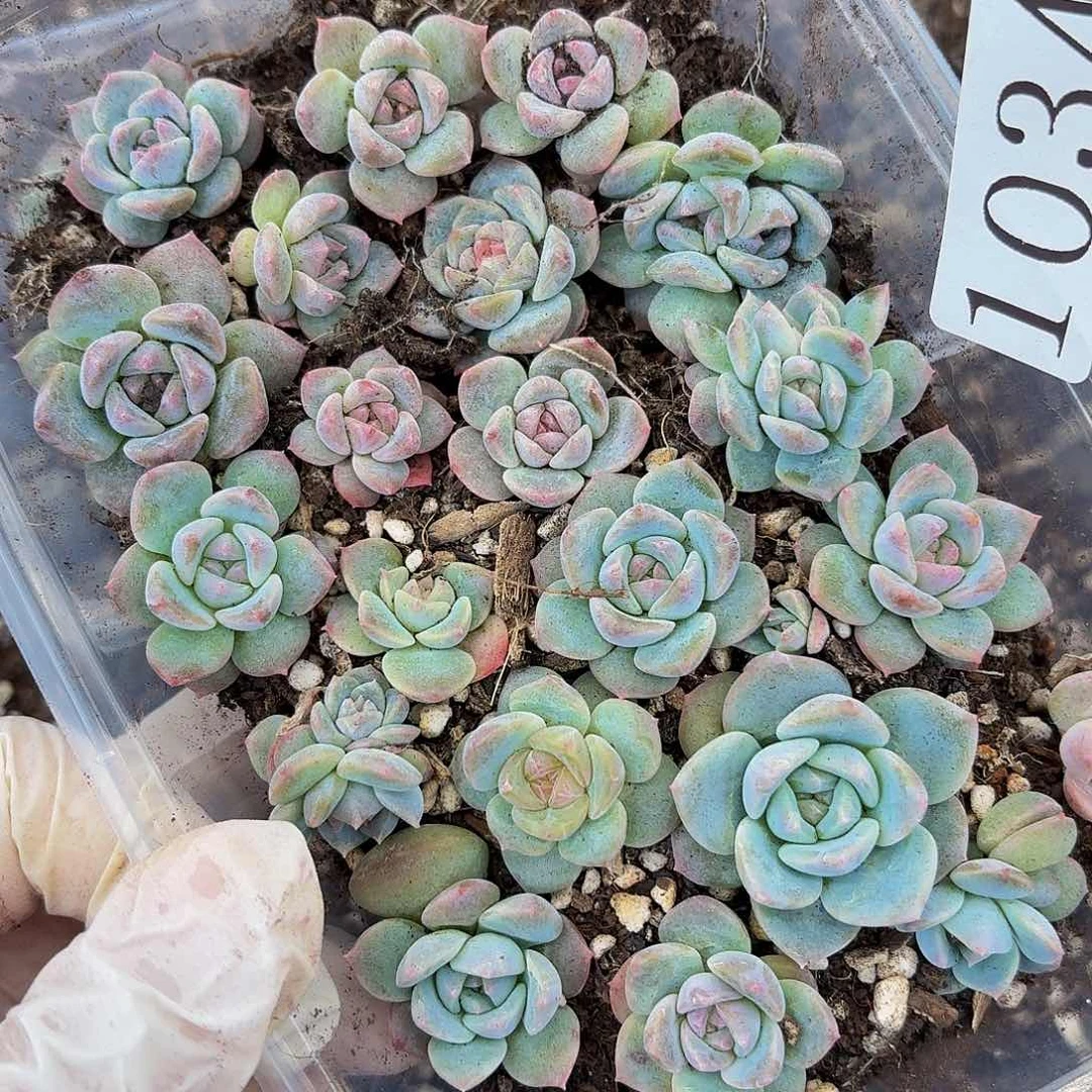 多肉植物多肉植物1034