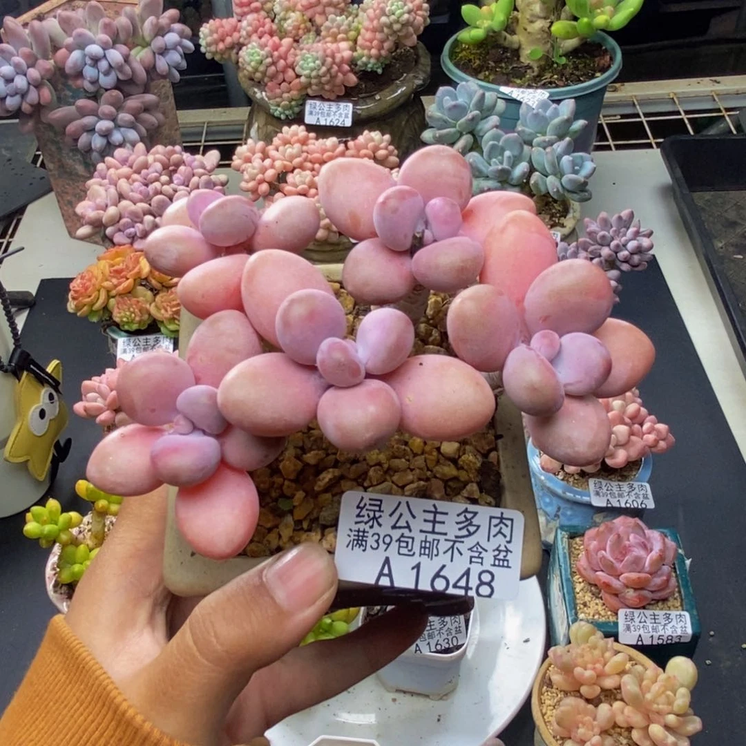 648糖果桃蛋多肉8c m