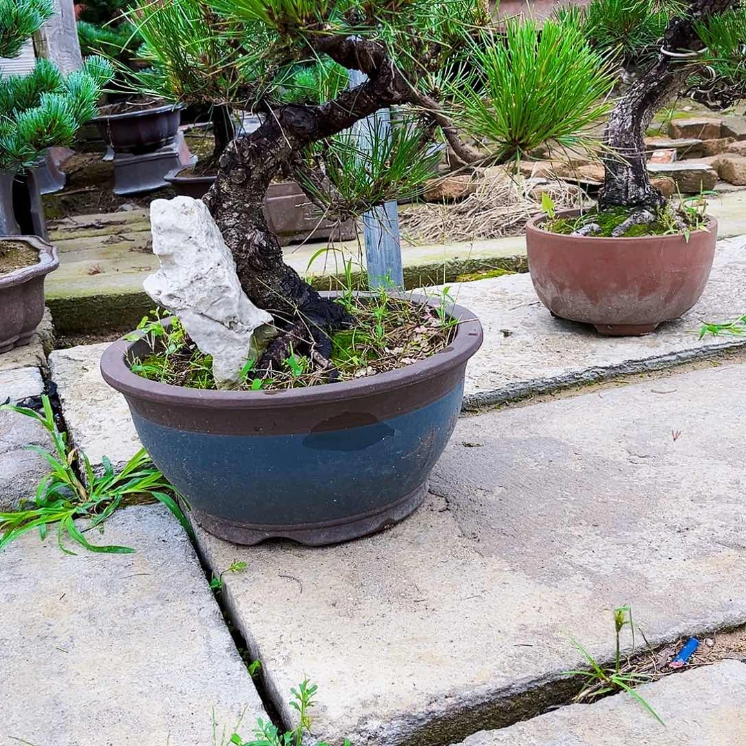 无花朵黑松盆景基地