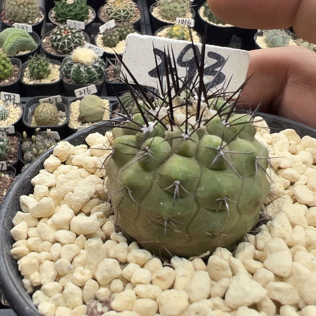 293黑王丸实生KKK