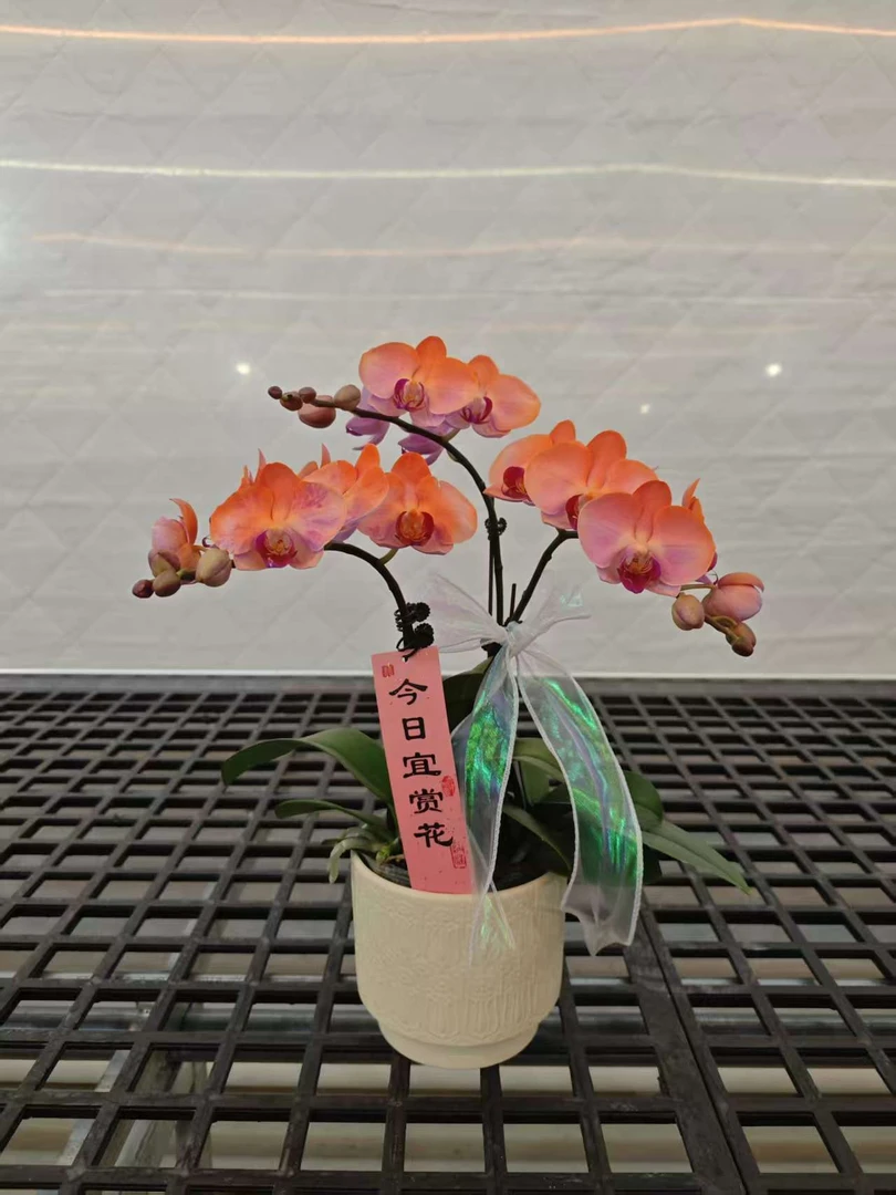 高品质橙色蝴蝶兰【晚霞】带花剑带花苞四季开花植物上色盆栽