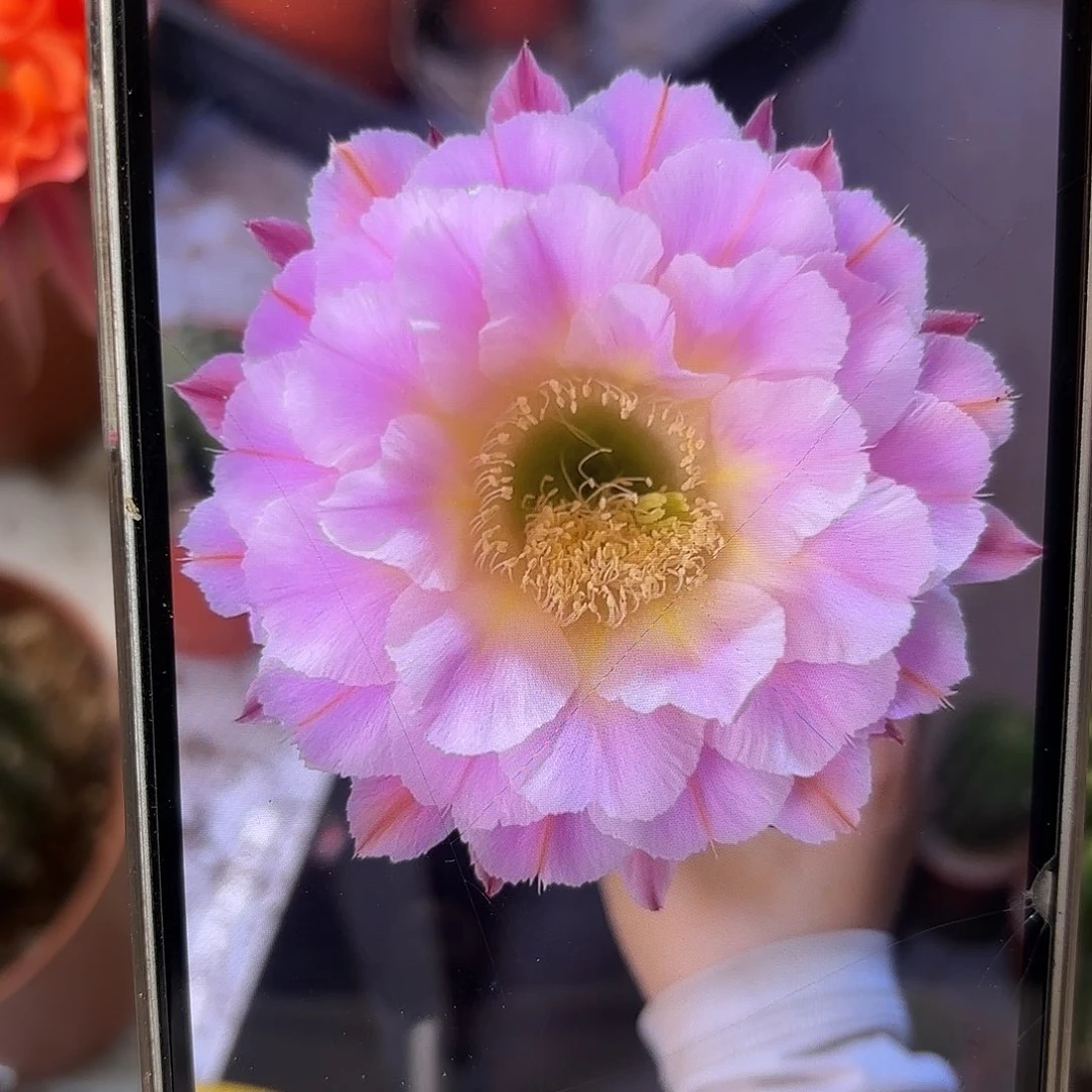 彩草紫瑕仙子6-7公分左右