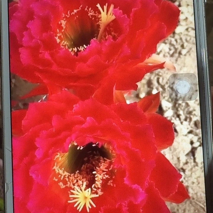 春春侧芽5公分左右毛花柱（20包邮）