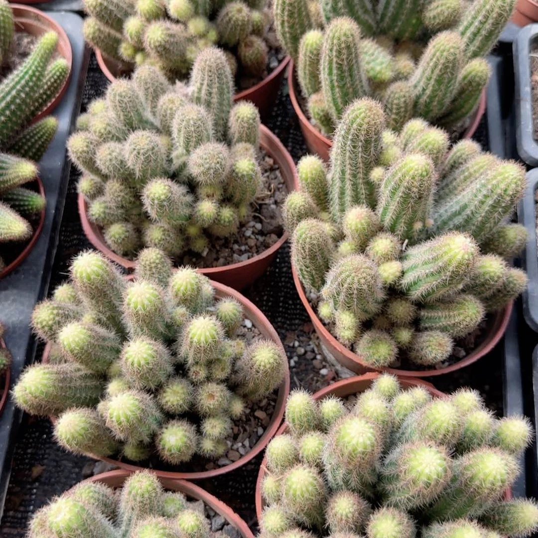 无花朵林肯宝石群生多肉植物